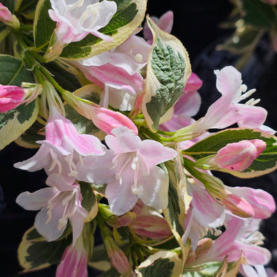 Weigela | Florida Variegata | Apple Blossom