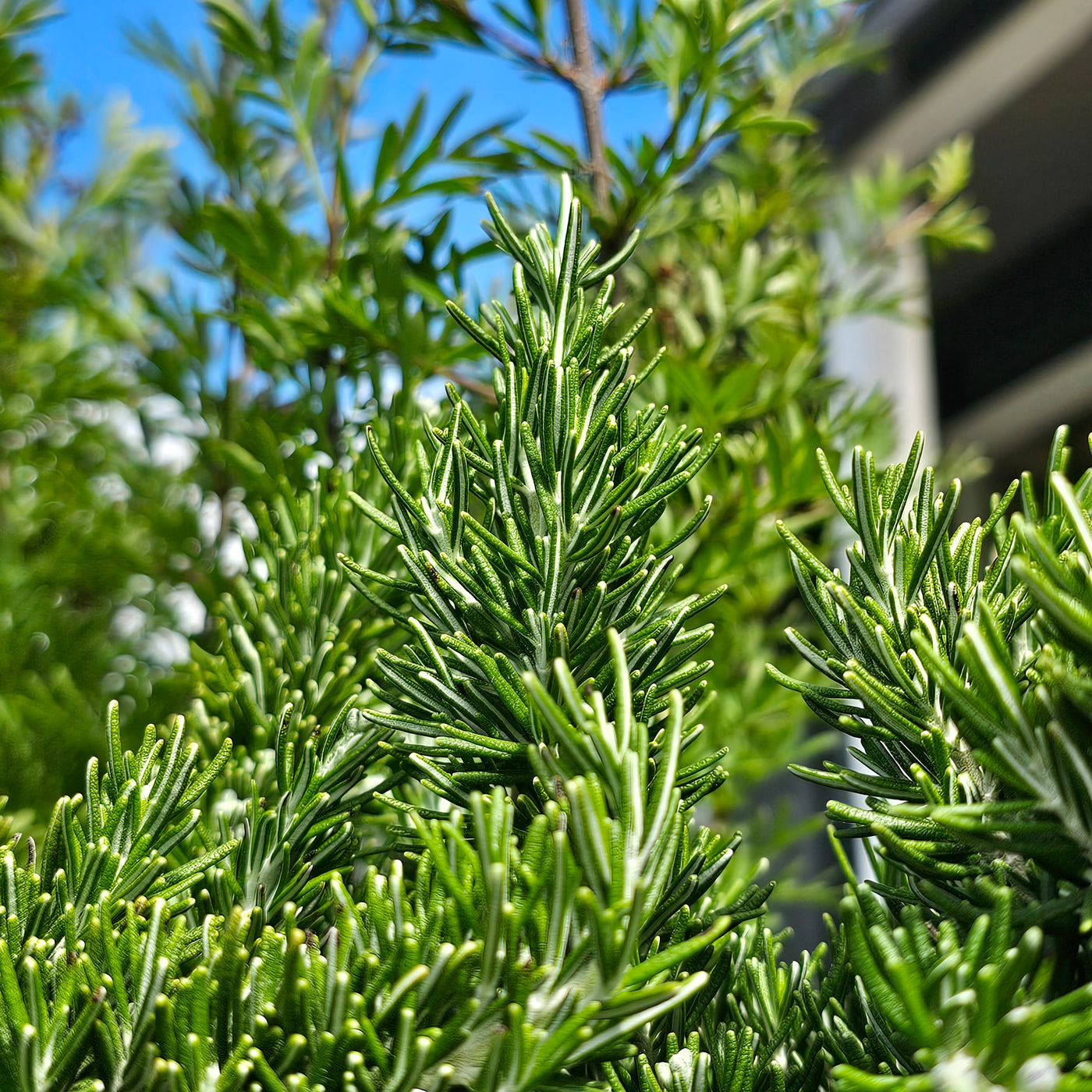 Rosmarinus officinalis | Chef's Choice PVR