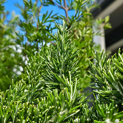 Rosmarinus officinalis | Chef's Choice PVR