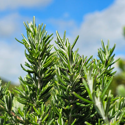 Rosmarinus officinalis | Chef's Choice PVR