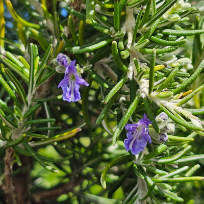 Rosmarinus officinalis | Chef's Choice PVR