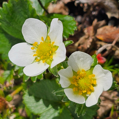 Strawberry | Fragaria x ananassa Duch. | Ventana
