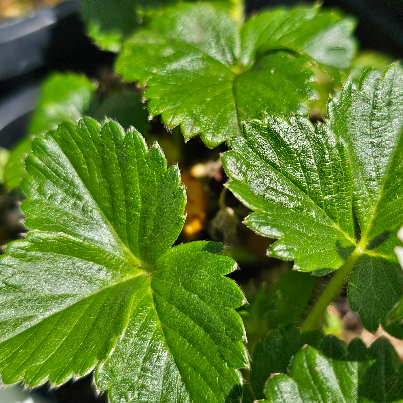 Strawberry | Fragaria x ananassa Duch. | Ventana