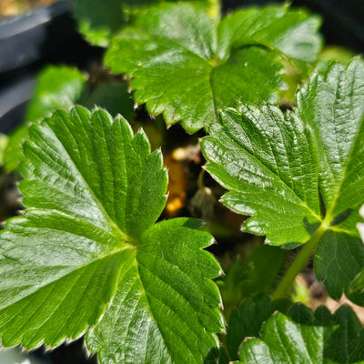 Strawberry | Fragaria x ananassa Duch. | Ventana