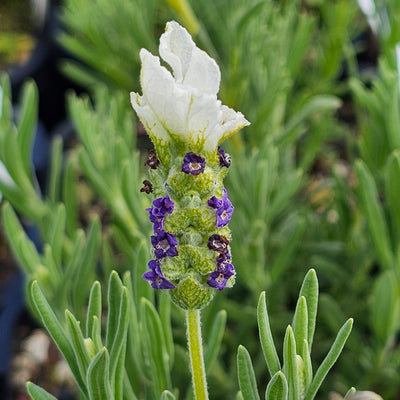 Lavandula stoechas | Castilliano White