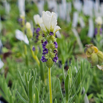Lavandula stoechas | Castilliano White