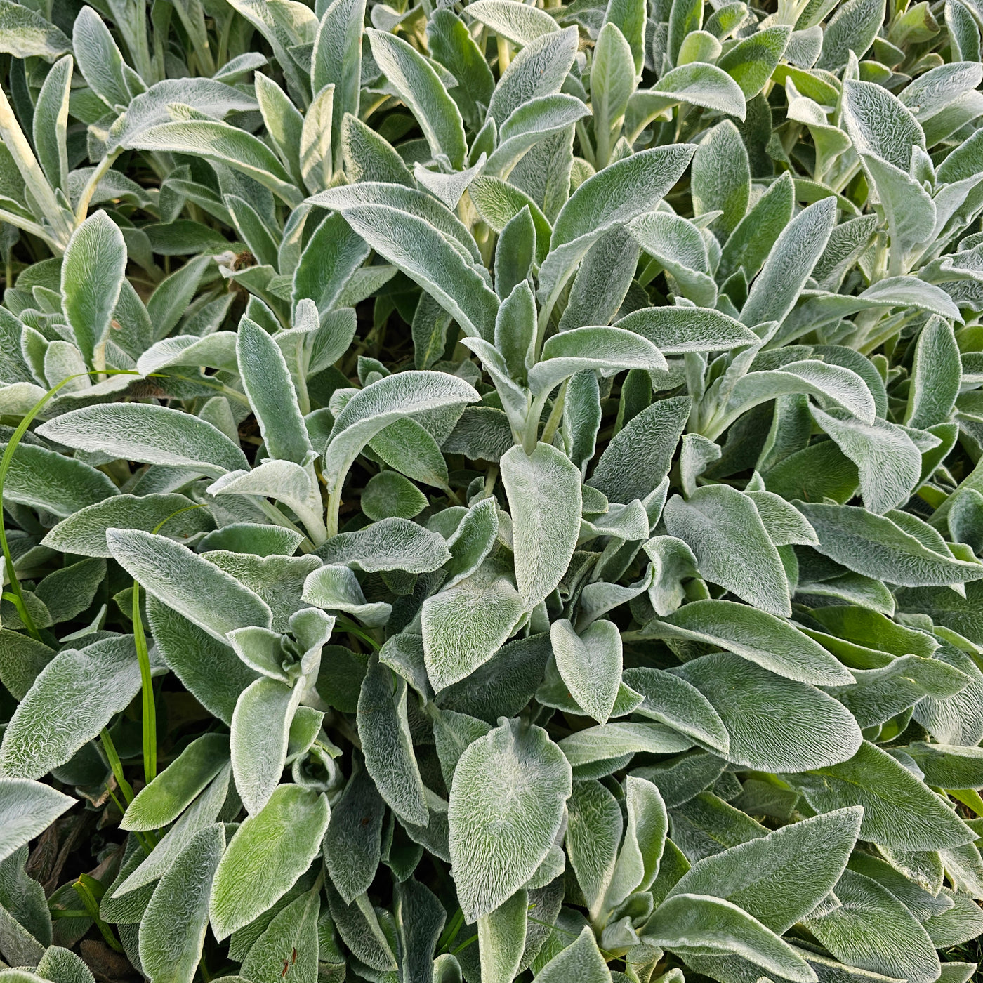 Stachys byzantina | Lambs Ears
