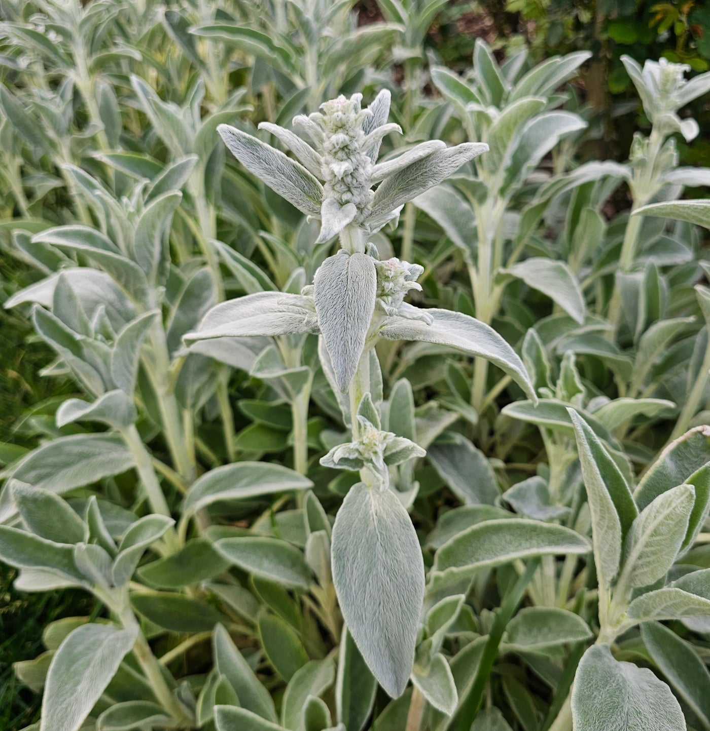 Stachys byzantina | Lambs Ears