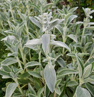 Stachys byzantina | Lambs Ears