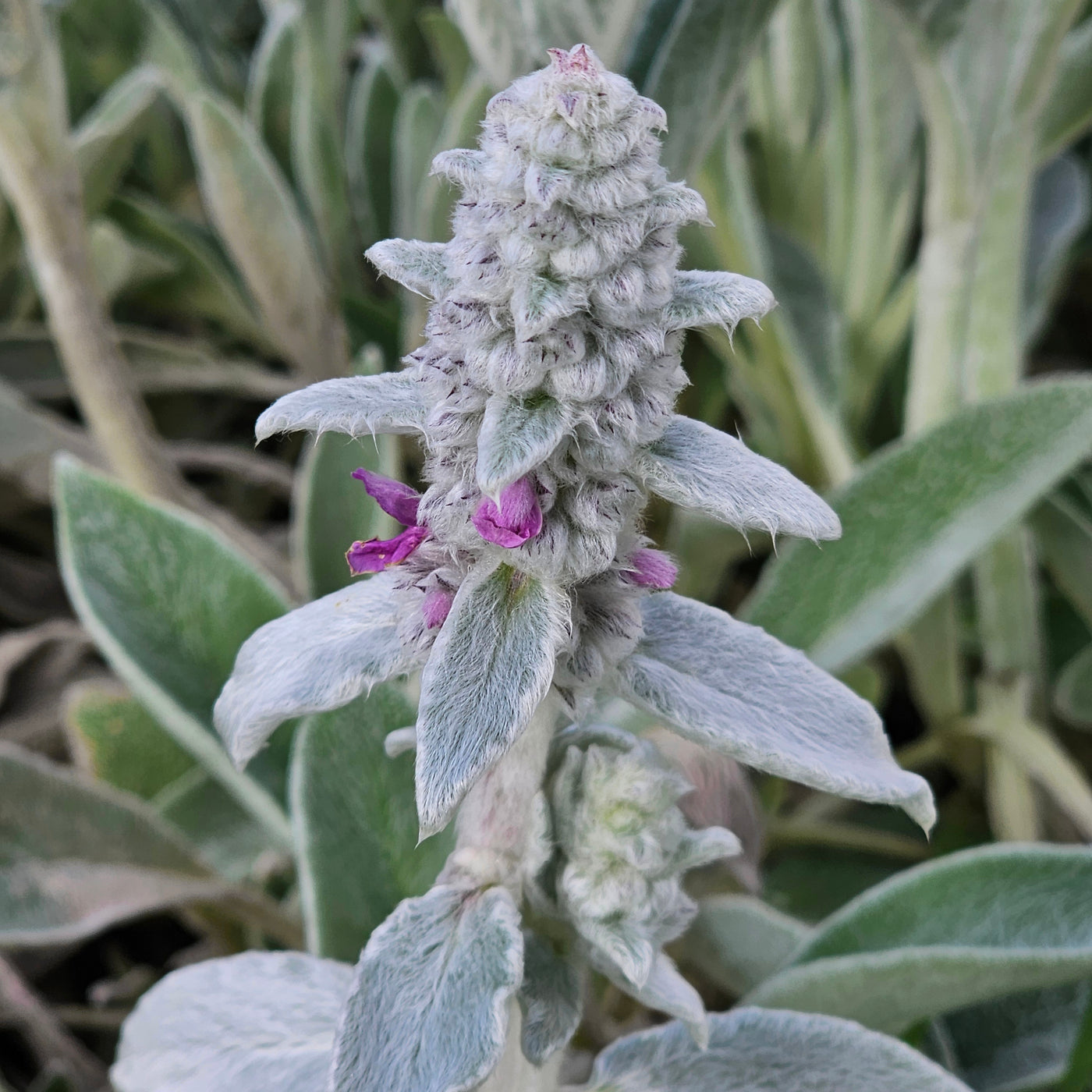 Stachys byzantina | Lambs Ears