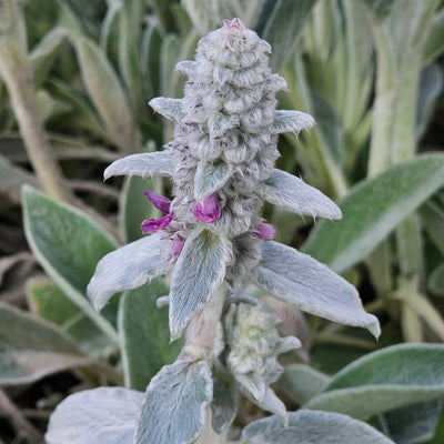Stachys byzantina | Lambs Ears