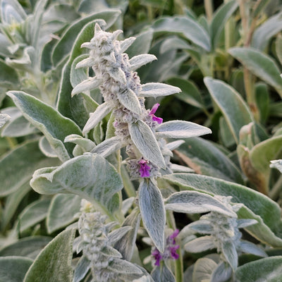 Stachys byzantina | Lambs Ears