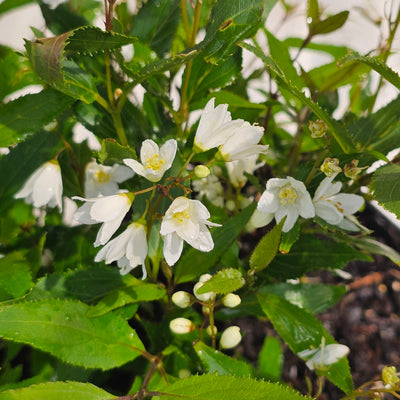 Deutzia gracilis | Nikko