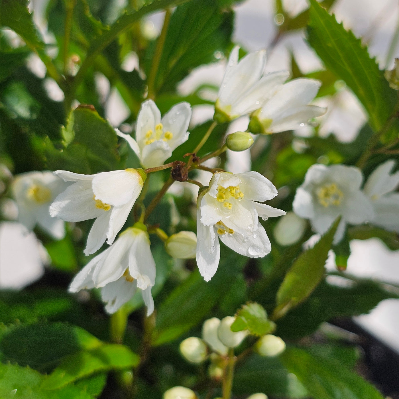 Deutzia gracilis | Nikko