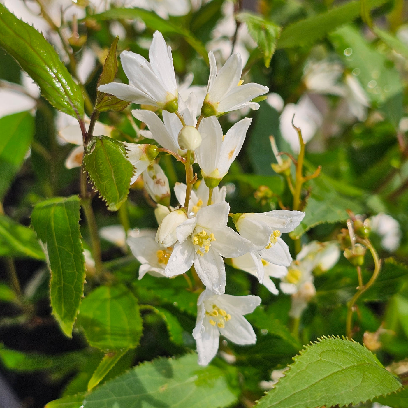 Deutzia gracilis | Nikko