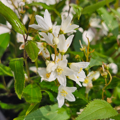 Deutzia gracilis | Nikko