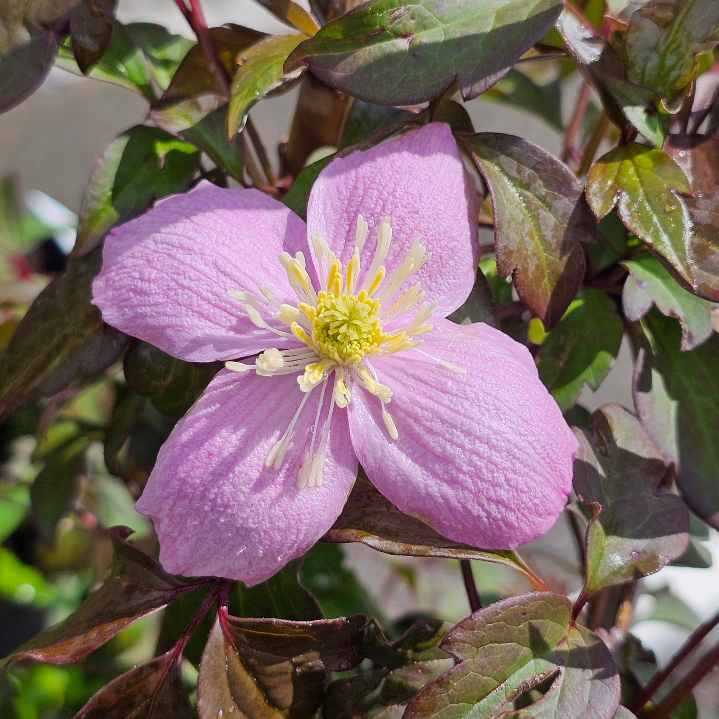 Clematis montana | Rubens