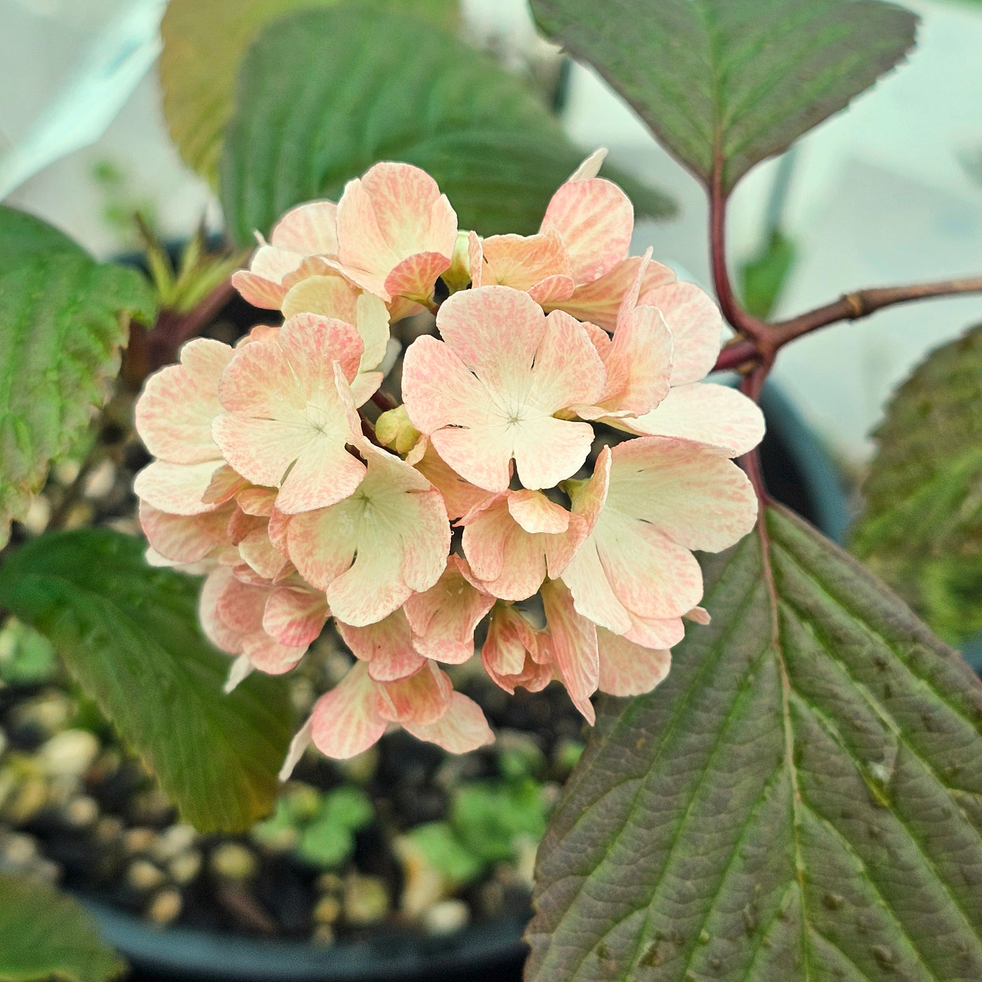 Viburnum plicatum | Roseace