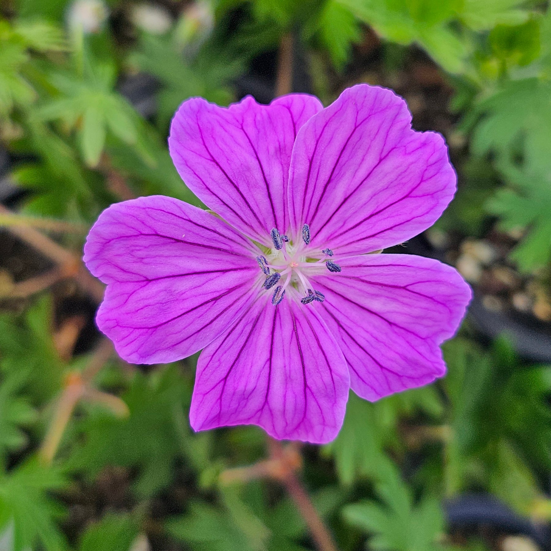 Geranium sanguineum | Glenluce | Cranesbill – Addenbrooke