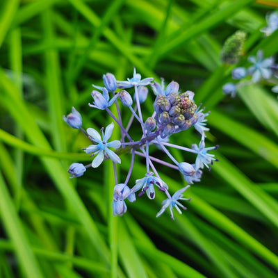 Scilla litardierei | Amethyst Meadow Squill