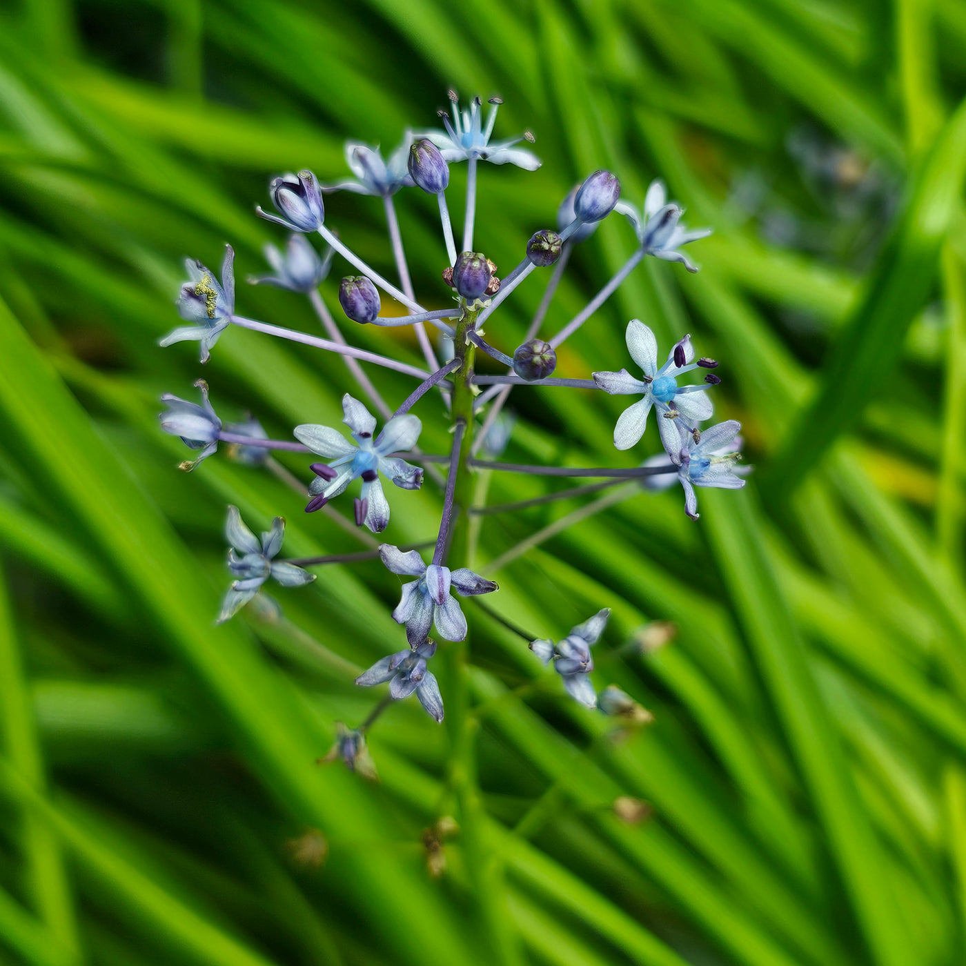 Scilla litardierei | Amethyst Meadow Squill