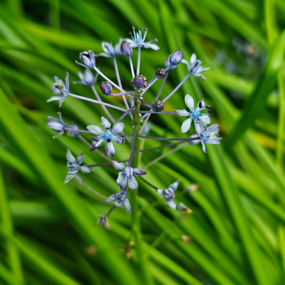 Scilla litardierei | Amethyst Meadow Squill