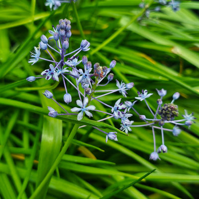 Scilla litardierei | Amethyst Meadow Squill