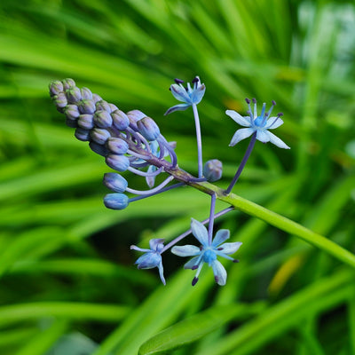 Scilla litardierei | Amethyst Meadow Squill