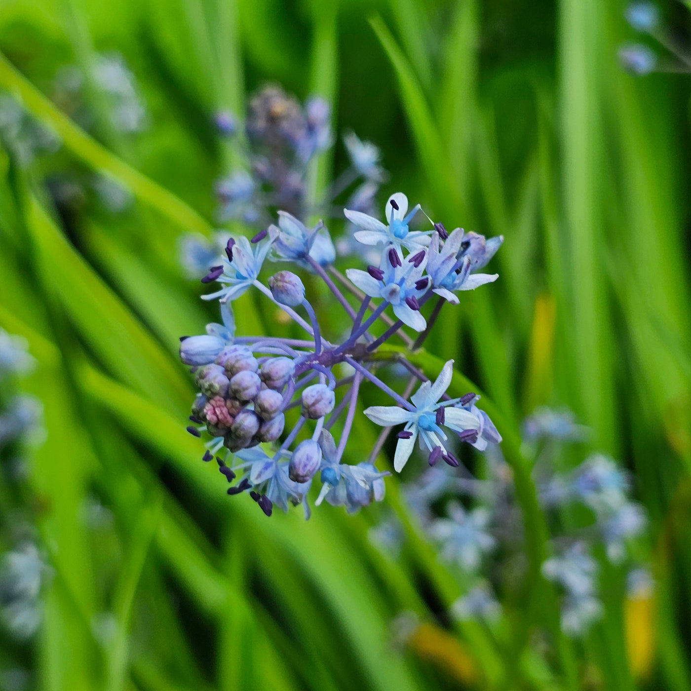 Scilla litardierei | Amethyst Meadow Squill