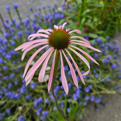 Echinacea simulata