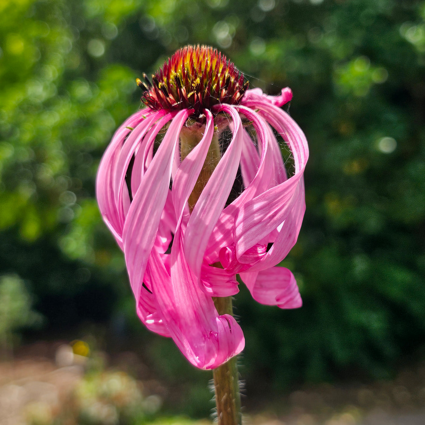 Echinacea simulata