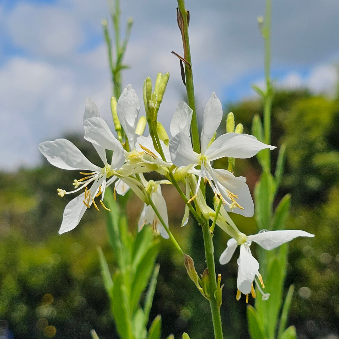 Gaura lindheimeri | Cool Breeze – Addenbrooke