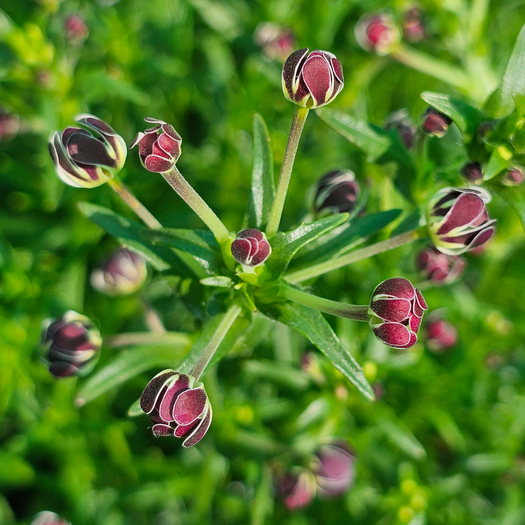 Zaluzianskya capensis | Midnight Candy – Addenbrooke