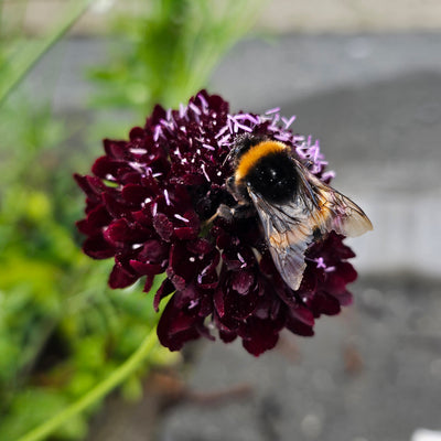 Scabiosa atropurpurea | Black Knight