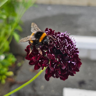 Scabiosa atropurpurea | Black Knight