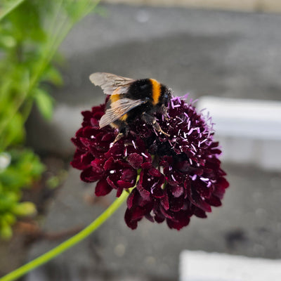 Scabiosa atropurpurea | Black Knight