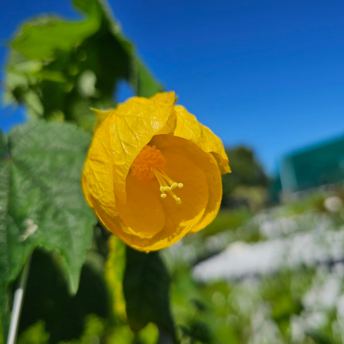 Abutilon | Golden Fleece