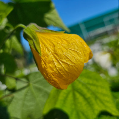 Abutilon | Golden Fleece