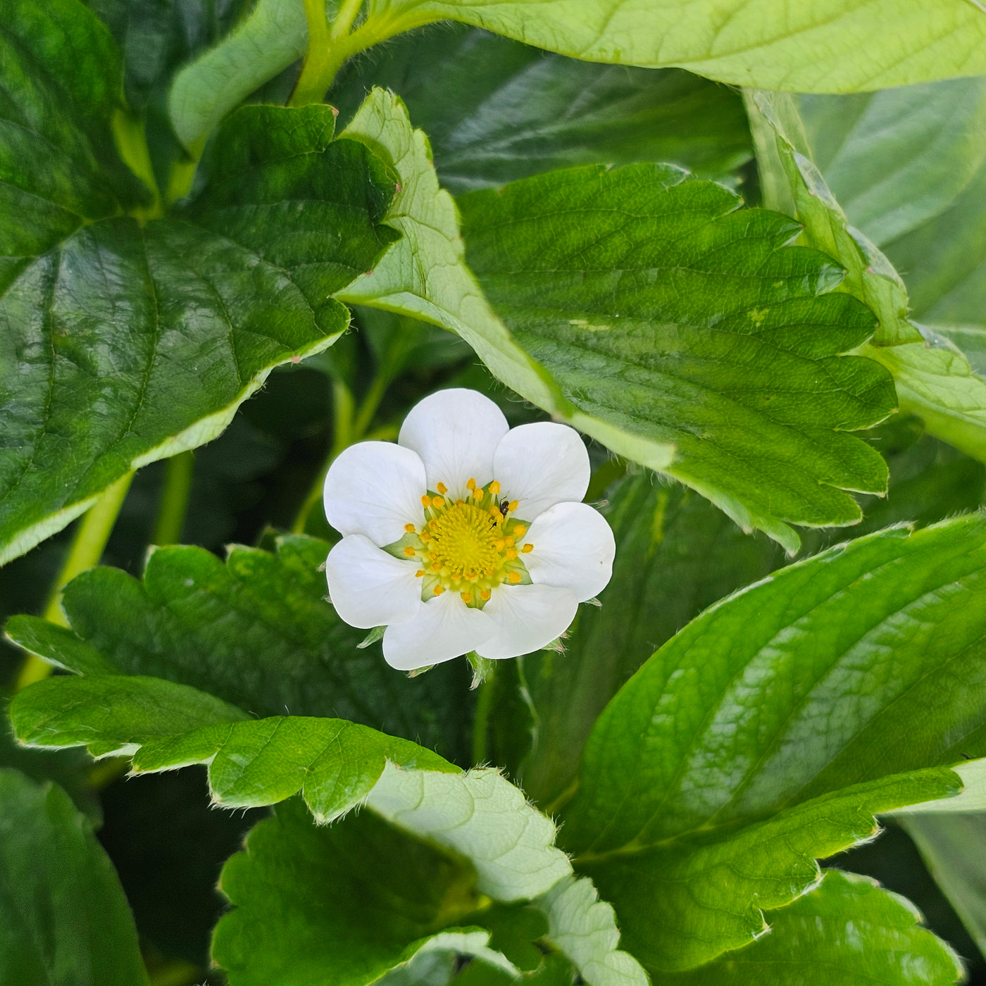Strawberry | Fragaria x ananassa Duch. | Ventana