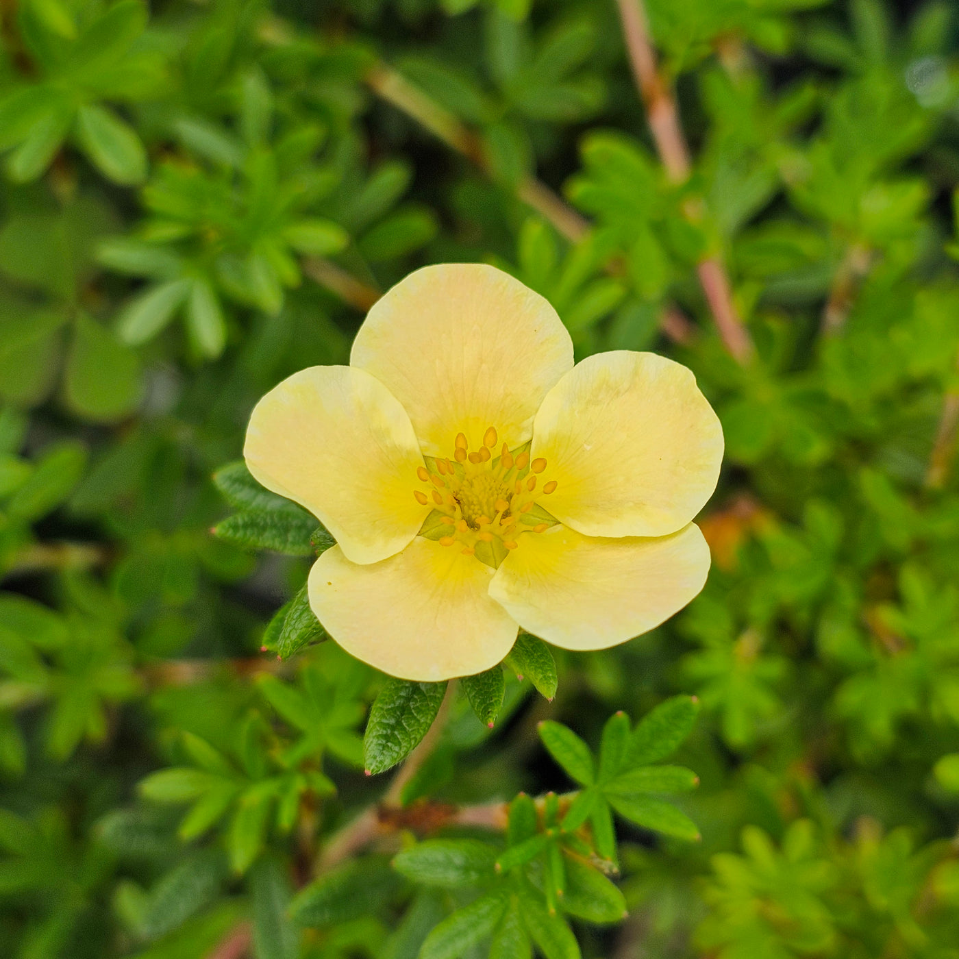 Potentilla | Peaches And Cream