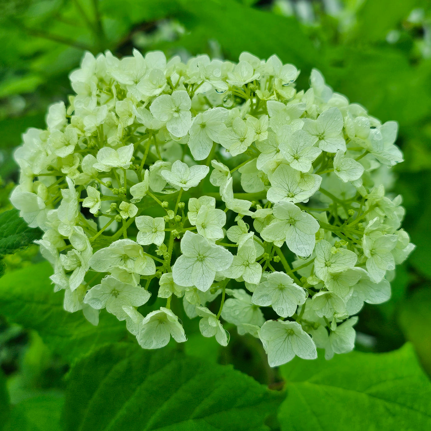 Hydrangea aborescens | Annabelle