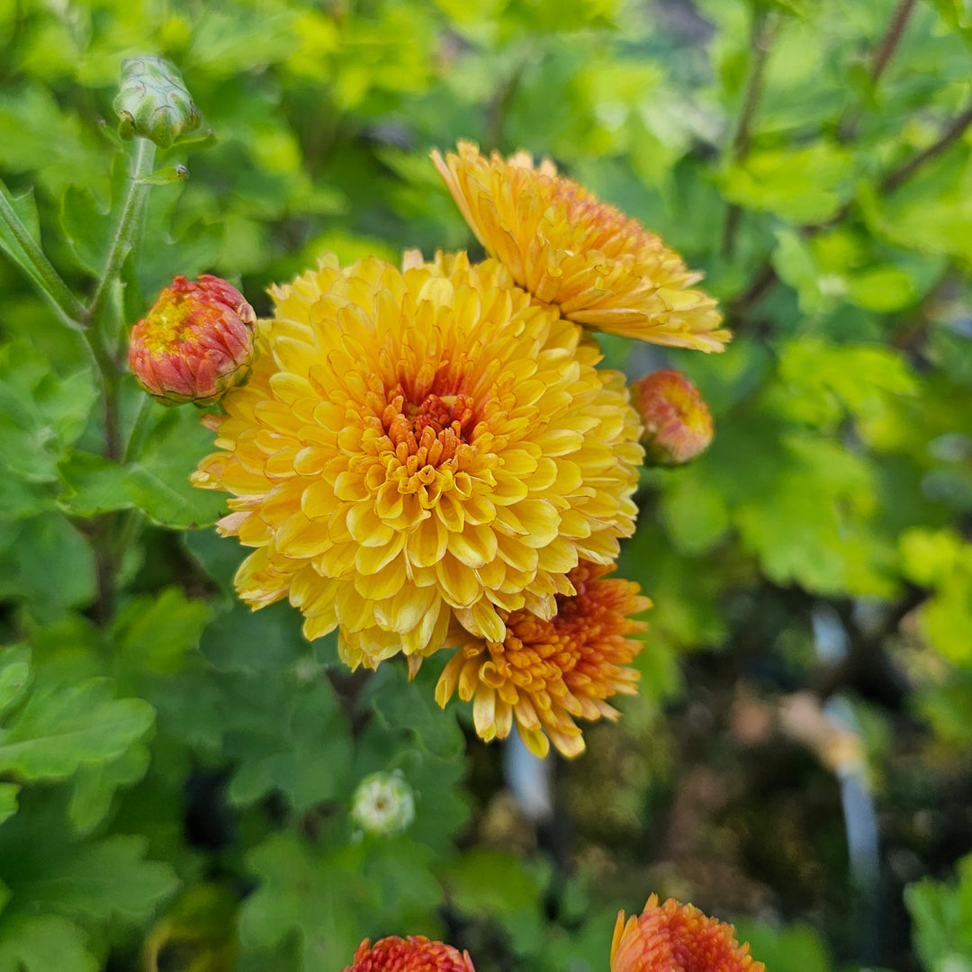 Chrysanthemum | Bronze Fairy – Addenbrooke