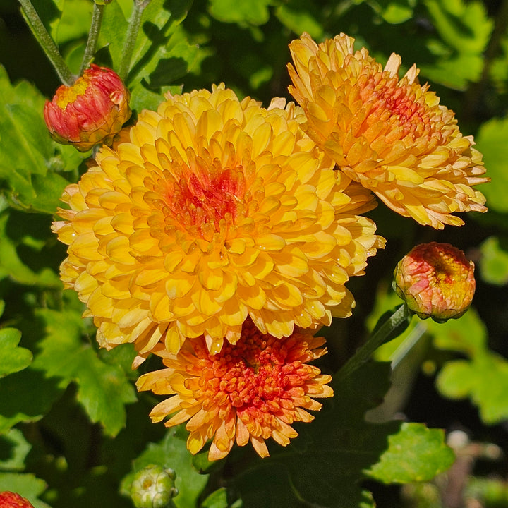 Chrysanthemum | Bronze Fairy – Addenbrooke