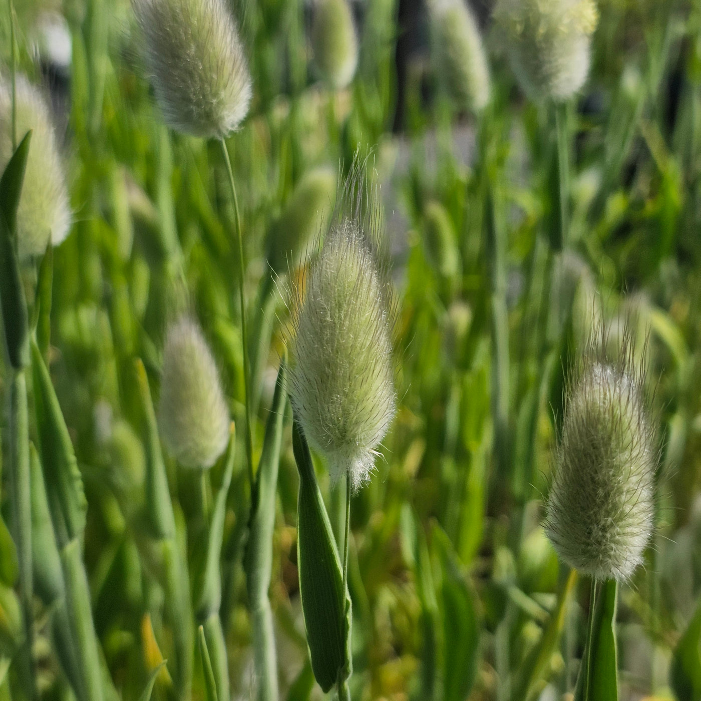 Lagurus ovatus | Bunny Tails