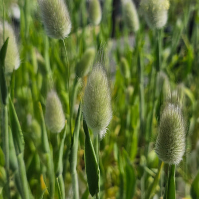 Lagurus ovatus | Bunny Tails
