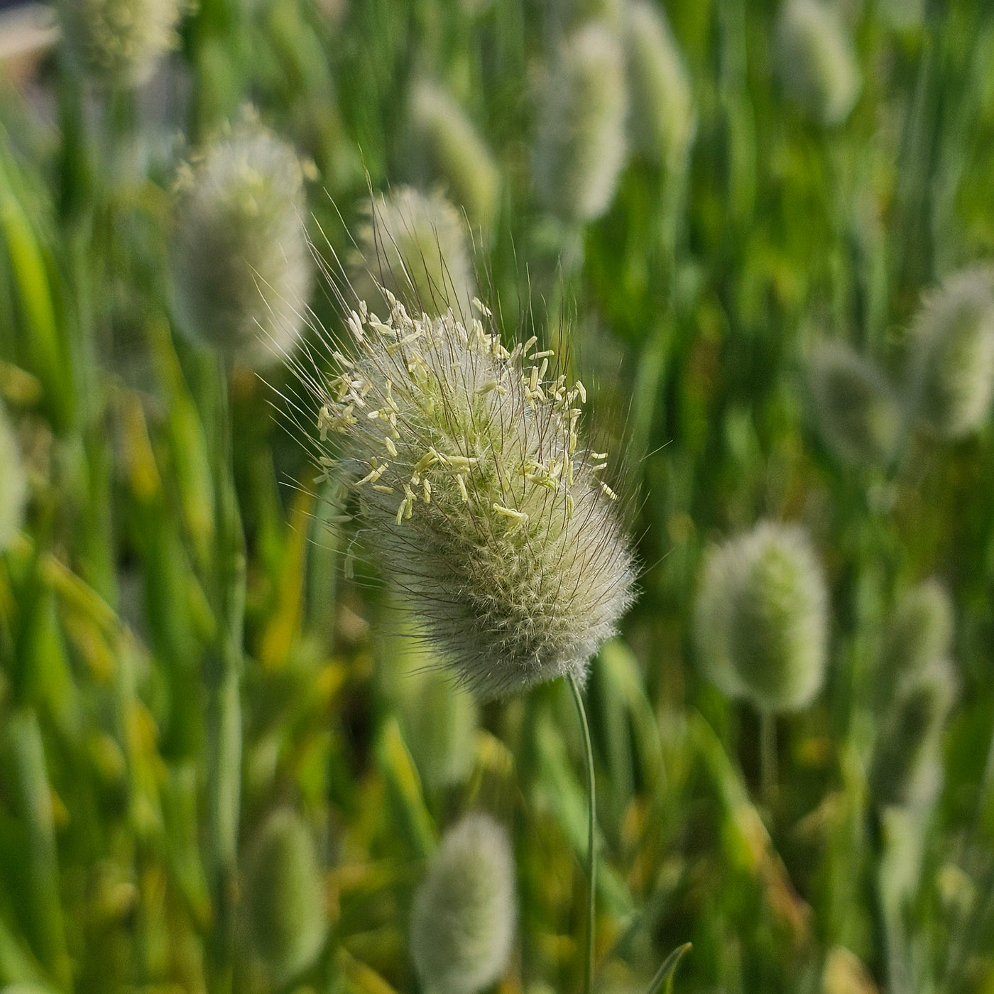 Lagurus ovatus | Bunny Tails