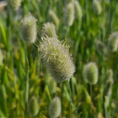 Lagurus ovatus | Bunny Tails