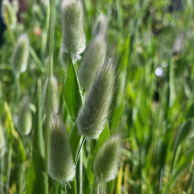 Lagurus ovatus | Bunny Tails