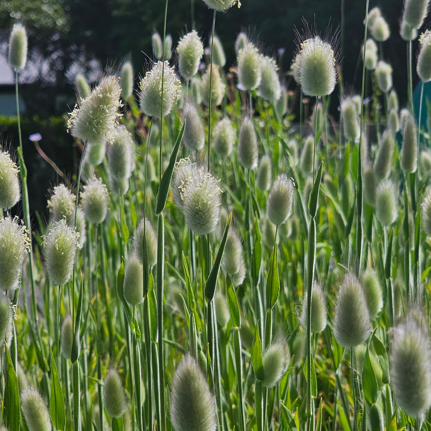 Lagurus ovatus | Bunny Tails