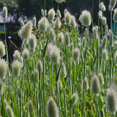 Lagurus ovatus | Bunny Tails